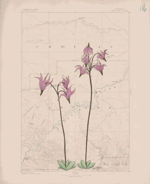 "Stars in the Field", 11x14 Print Anita Mathews