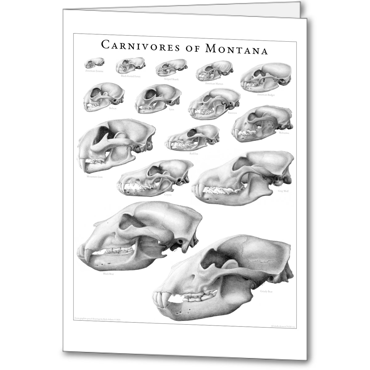 Carnivores of Montana