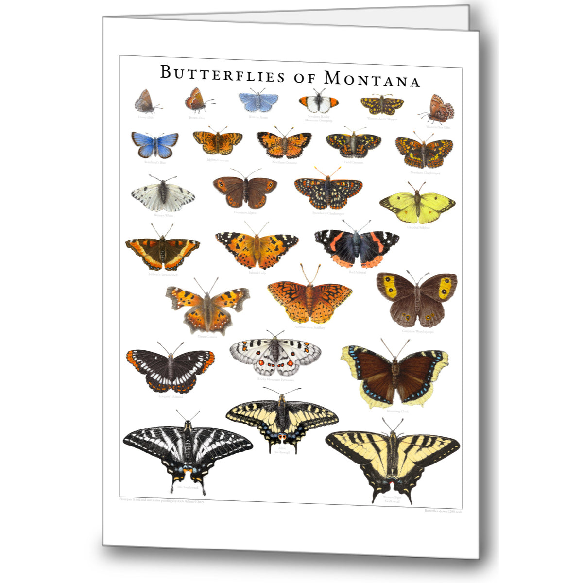 Butterfly Notecards (set of 5)