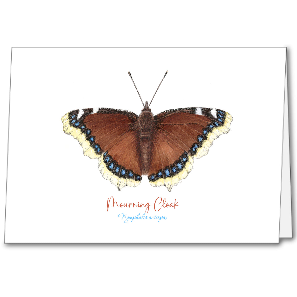 Mourning Cloak Butterfly