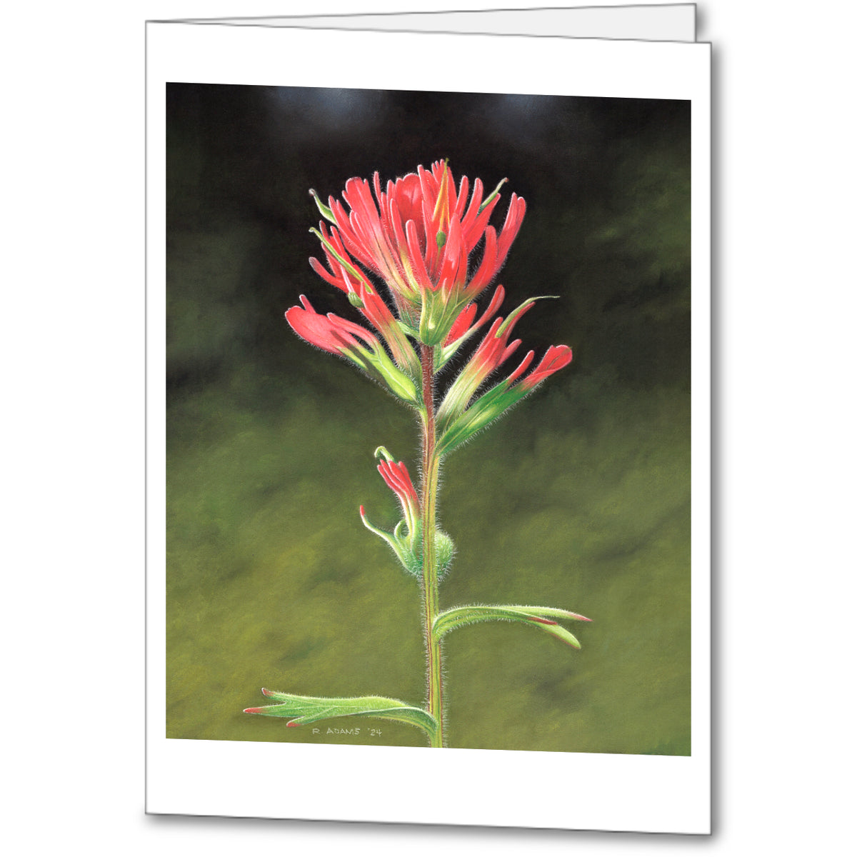 Indian Paintbrush