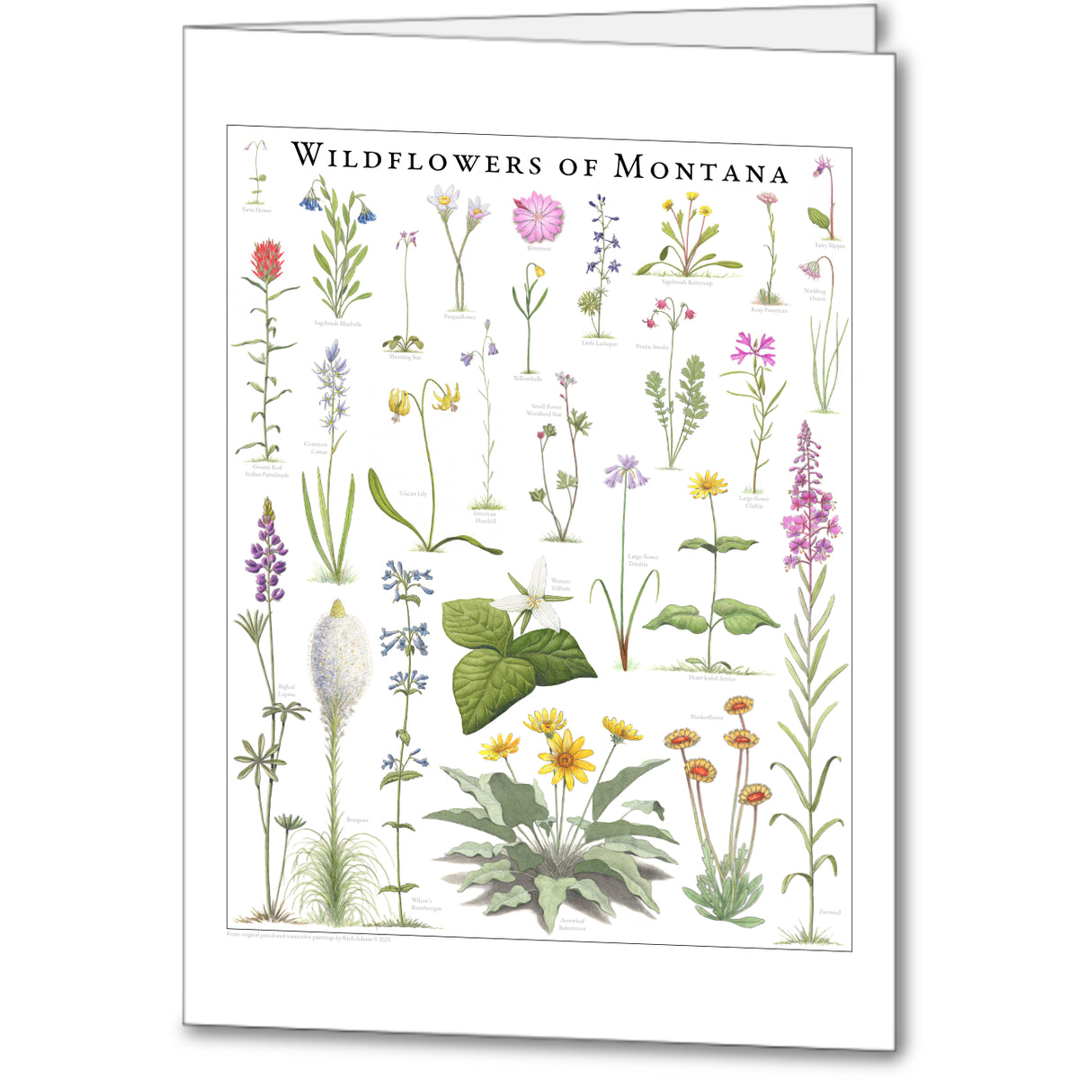 Wildflowers of Montana