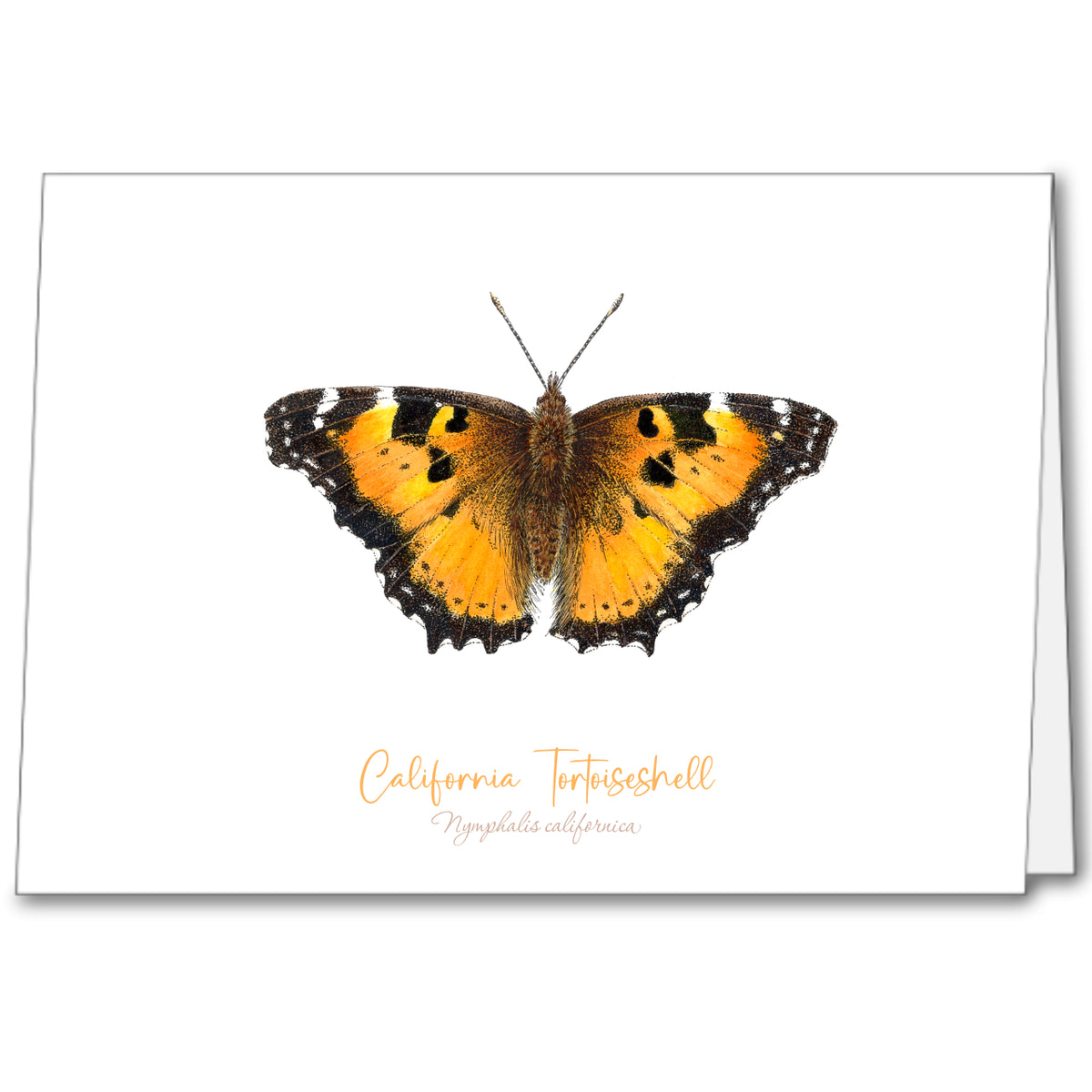 Butterfly Notecards (set of 5)