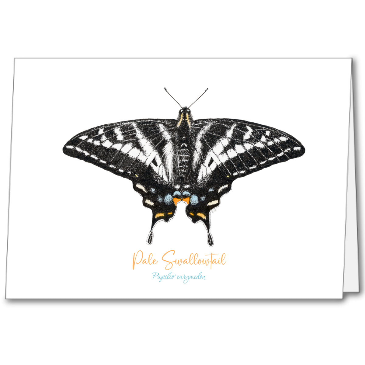 Butterfly Notecards (set of 5)
