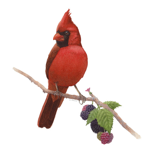 Northern Cardinal