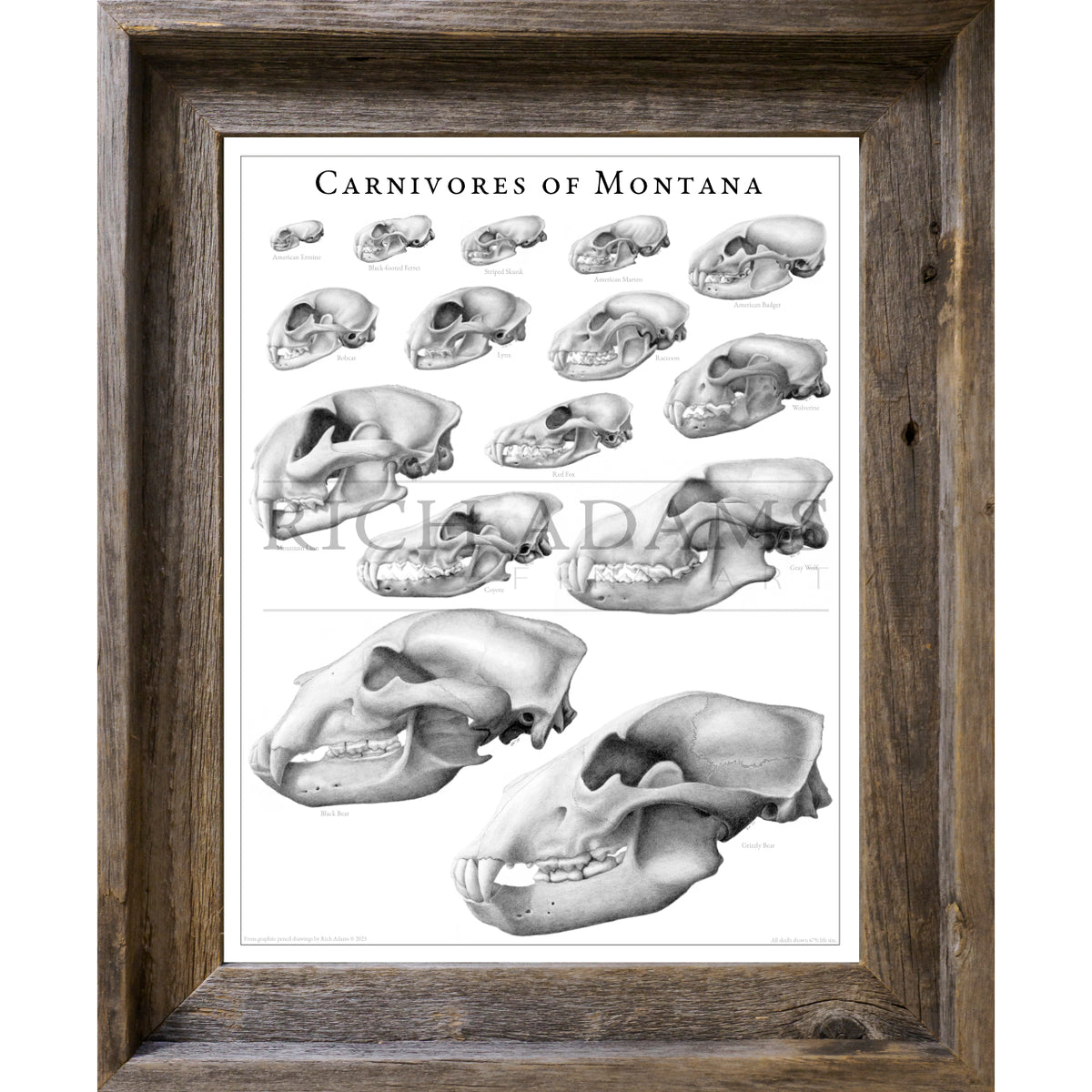 Carnivores of Montana