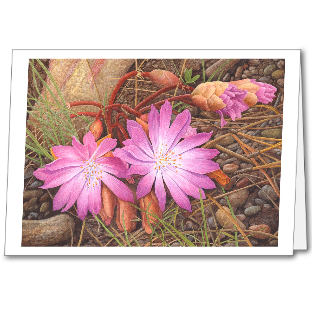Wildflower Notecards (set of 5)
