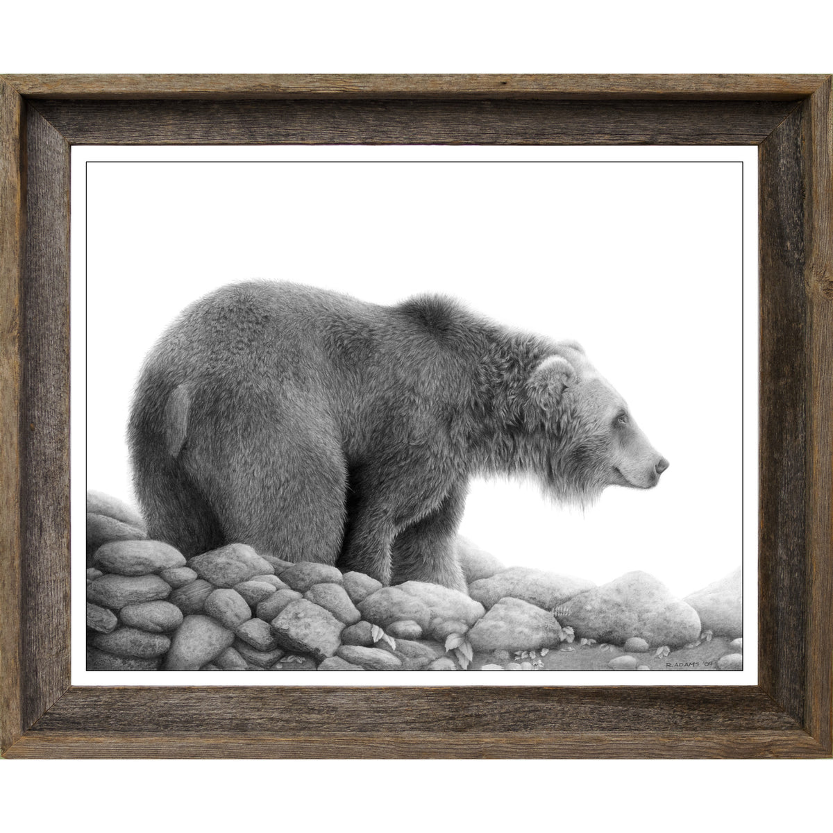 Grizzly Study