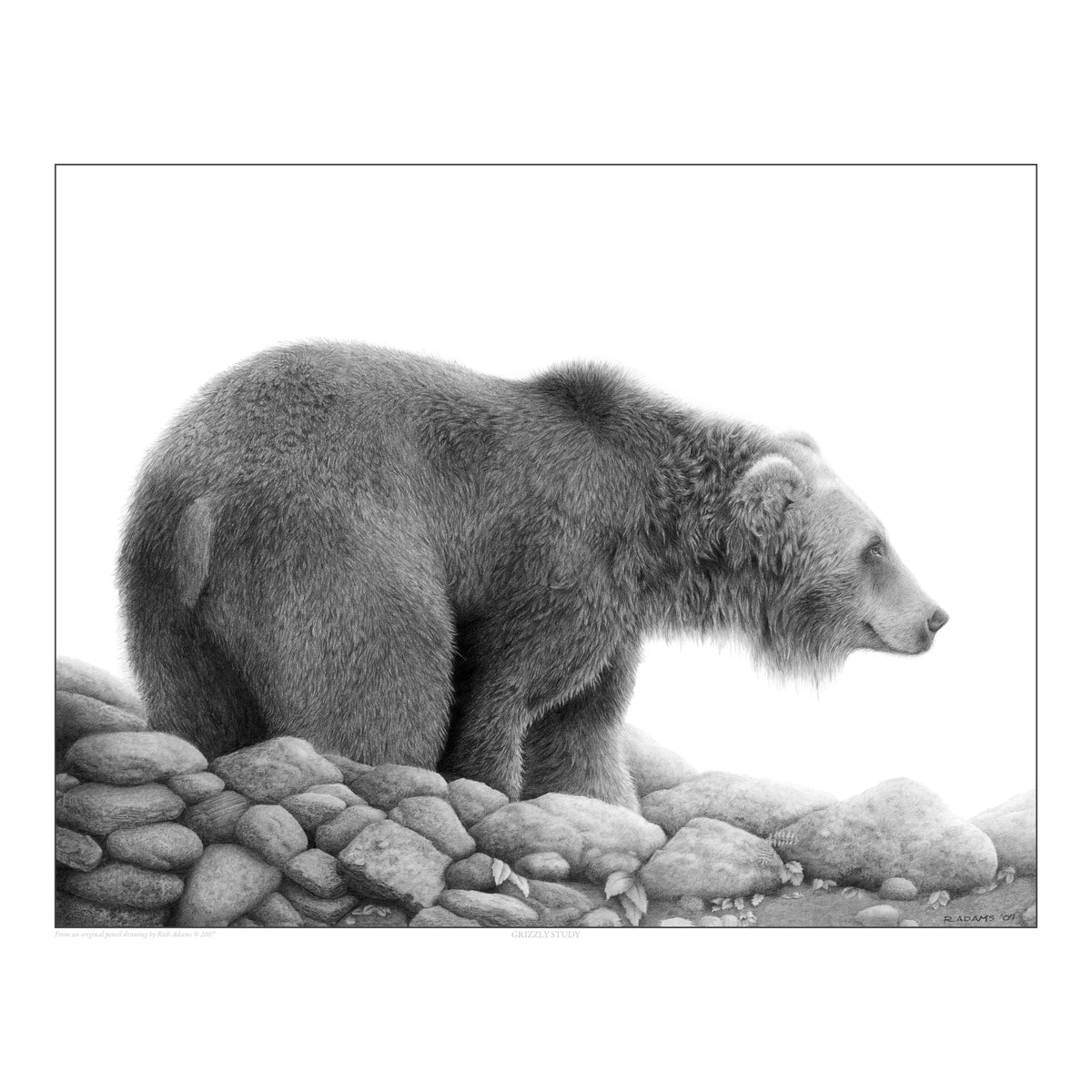 Grizzly Study