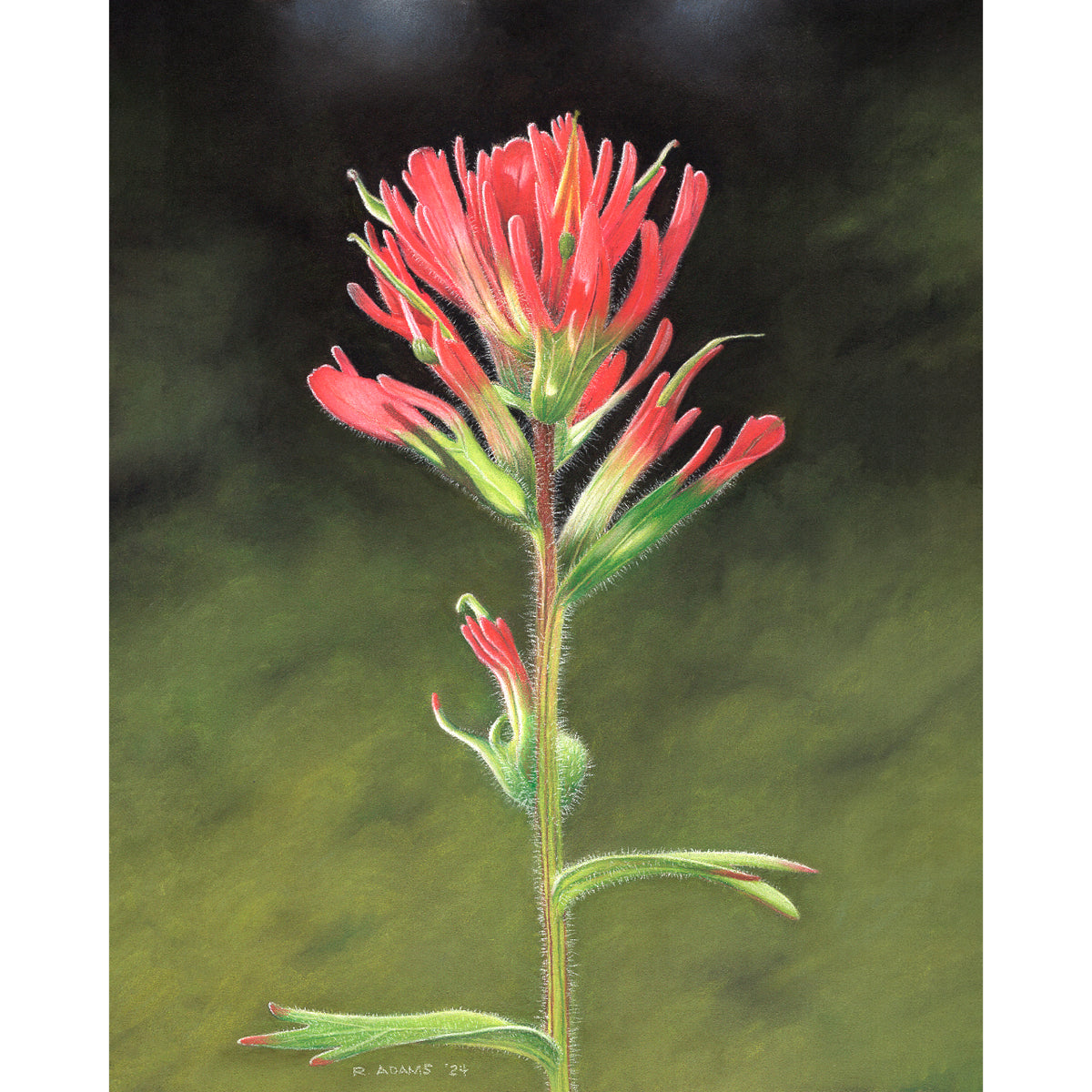Indian Paintbrush