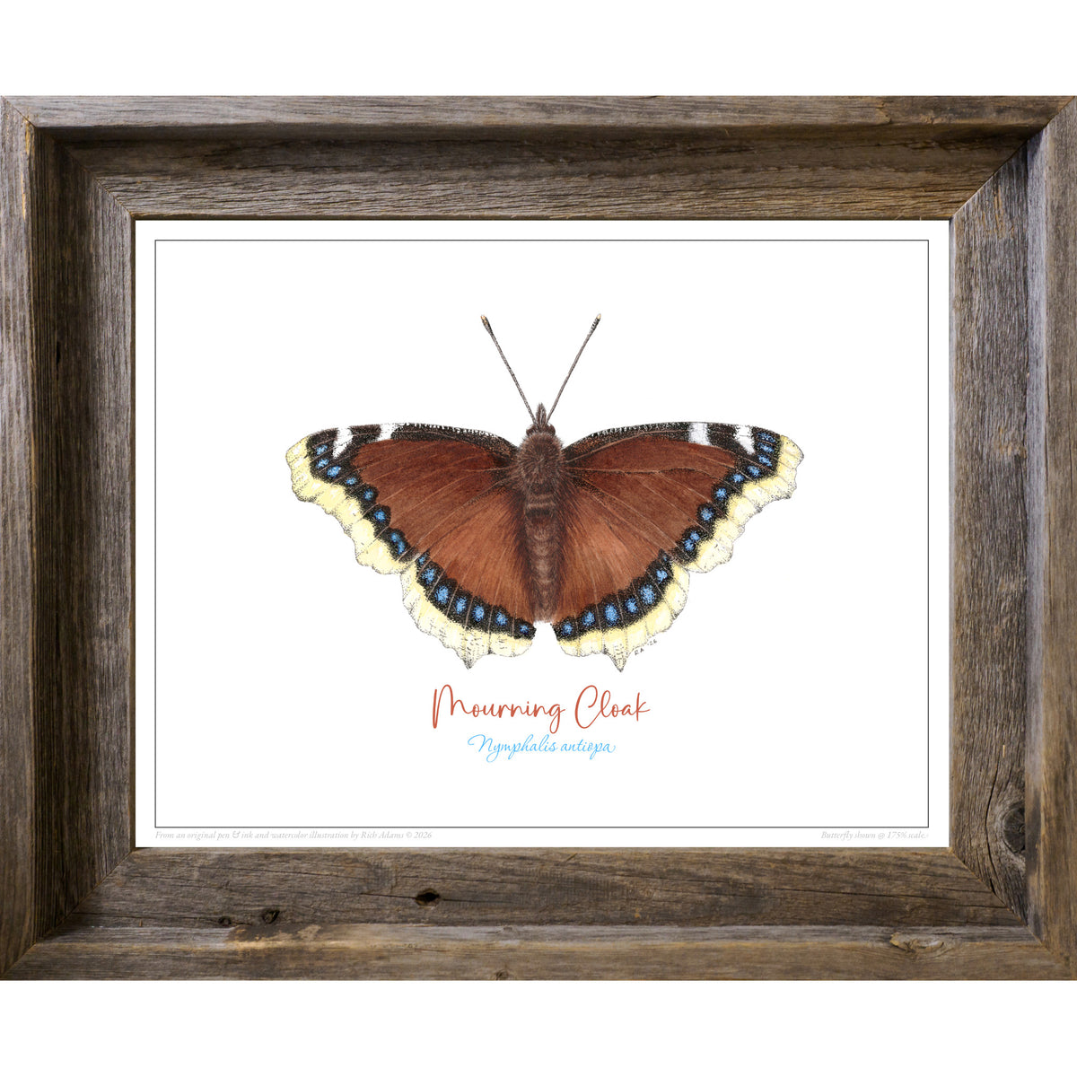 Mourning Cloak Butterfly