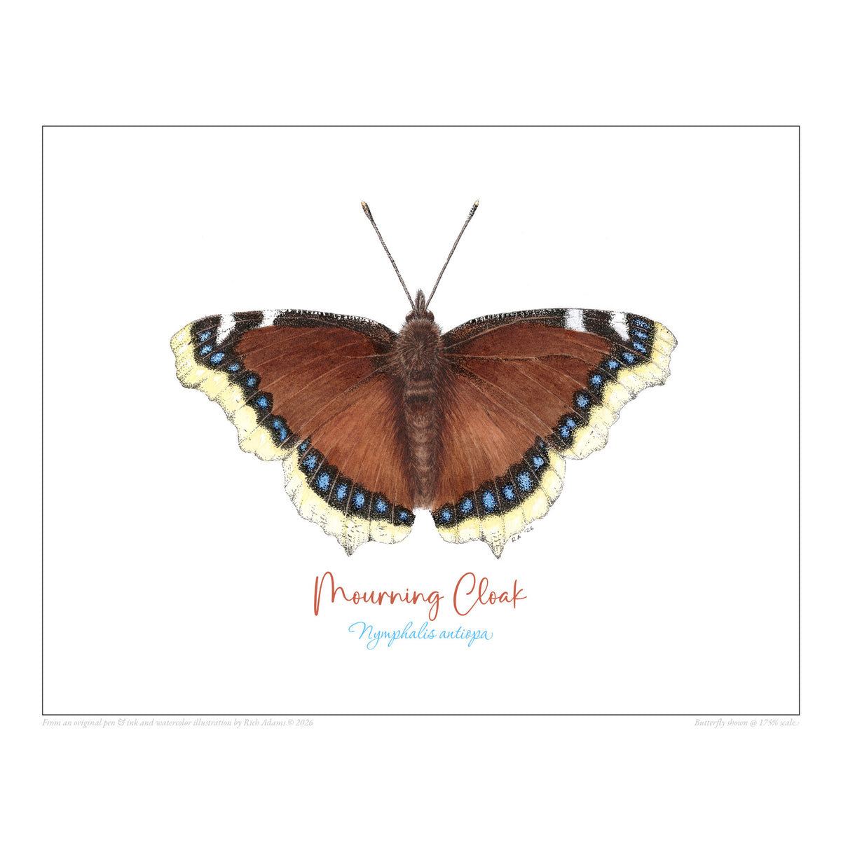 Mourning Cloak Butterfly