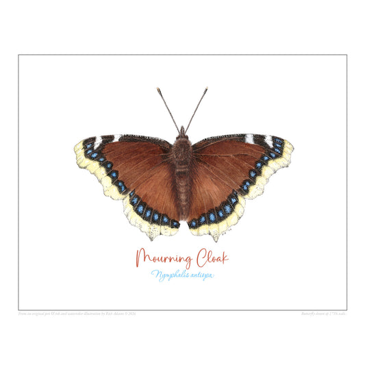 Mourning Cloak Butterfly