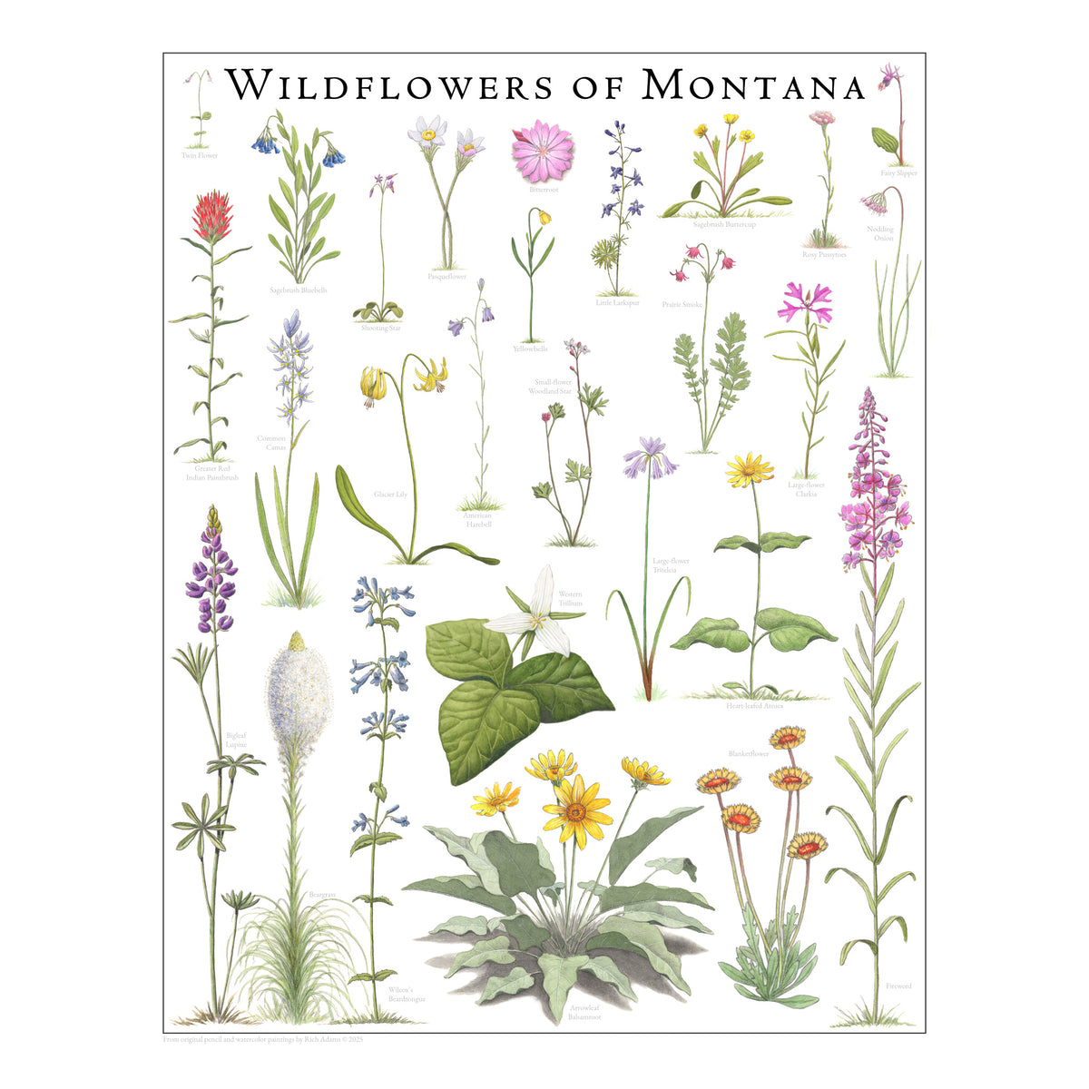 Wildflowers of Montana
