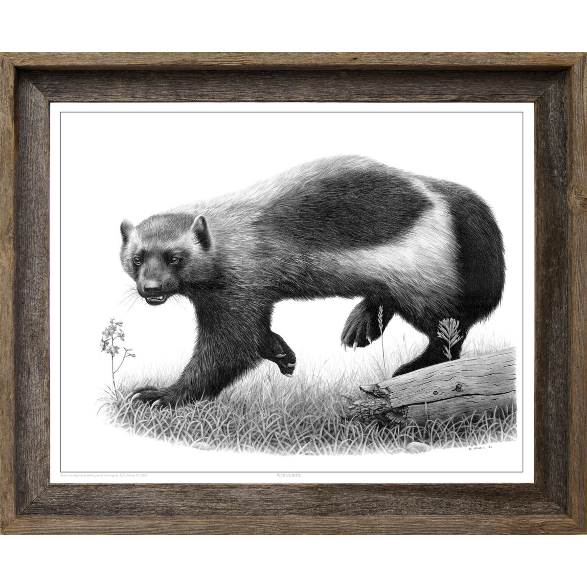 Wolverine