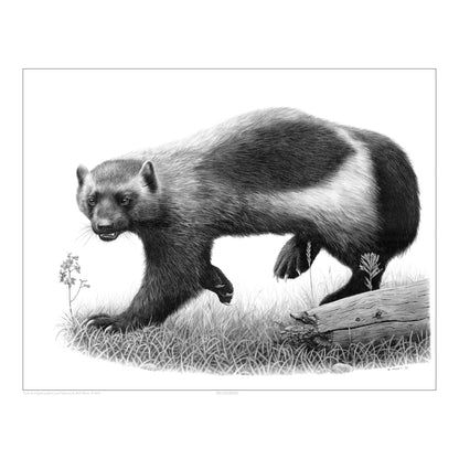 Wolverine