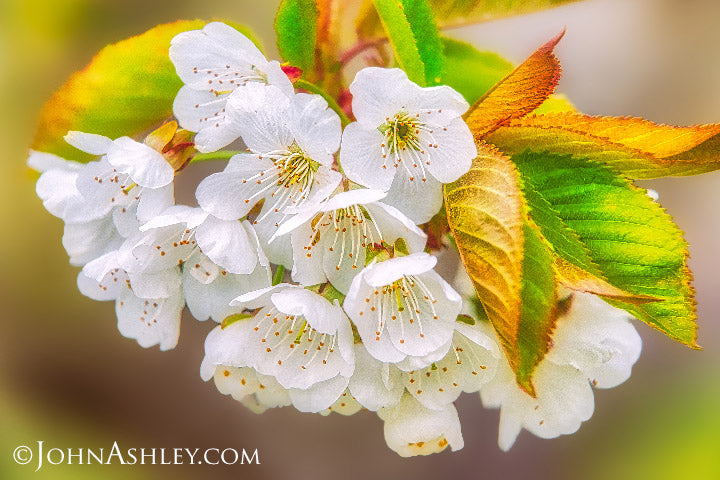"Cherry Blossoms"