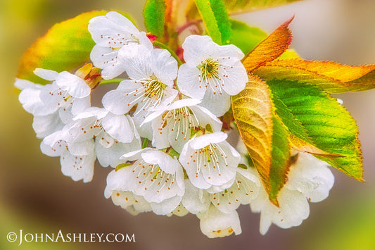 "Cherry Blossoms"