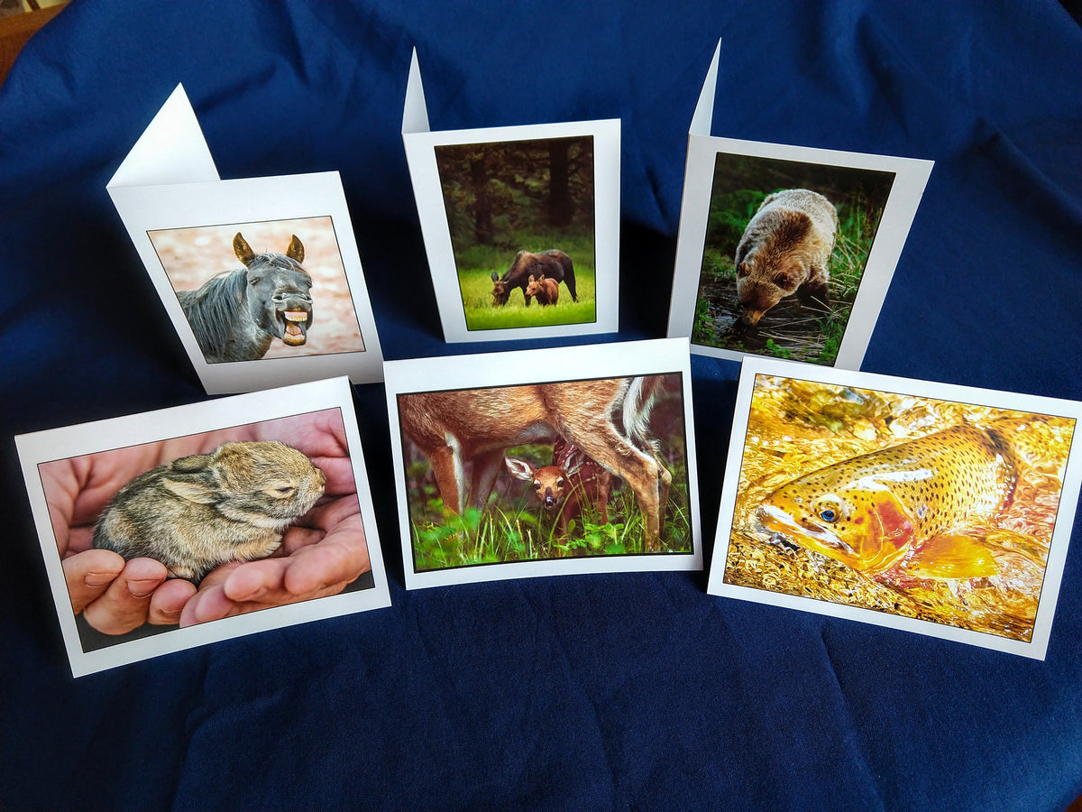 Wildlife Card Variety