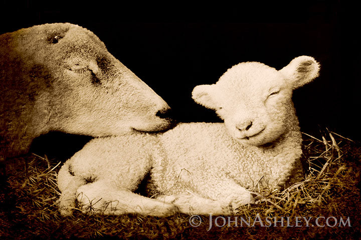 "Peaceful Lamb"