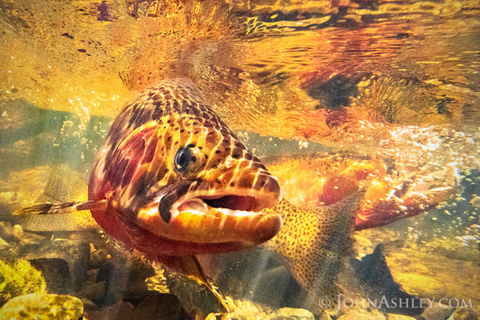 "Trout Tail Slap"